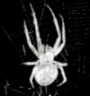 spider